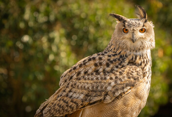 Portrait of a large brown eared eagle owl on a forest background