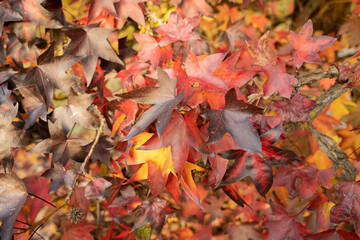 Bright multicolored autumn maple leaves in mountains of Lazio, Italy
