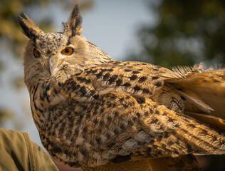 Portrait of a large brown eared eagle owl on a forest background