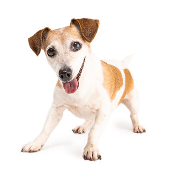 Active small dog wants to play. Excited look dog is standing in full growth in an excited impatient pose preparing to run. Cute pet Jack Russell terrier on white background