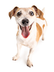 happy dog. Adorable smiling Jack Russell terrier stands at full height on white background looking at camera.  Funny pet theme. Open mouth and Tongue out. Excited eyes