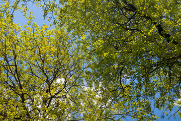 beautiful scenery in spring in the park