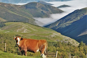 Vaca marrón mirando a la cámara en lo alto del prado con las montañas y nubes en el horizonte