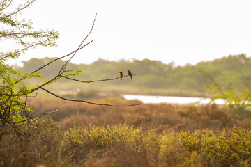 Fototapeta premium a pair of green bee eaters