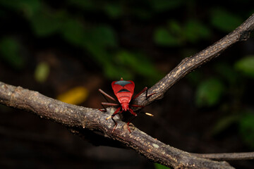 portrait of  an indian red bug
