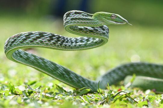 
dancing snake