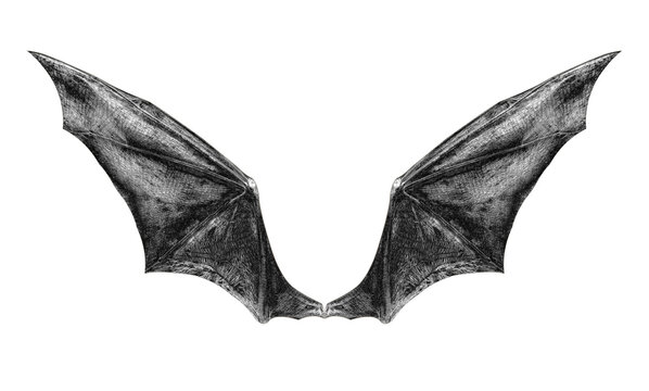 bat wings isolated on white.