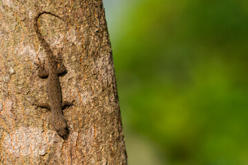 Fototapeta premium a gecko on a tree stem