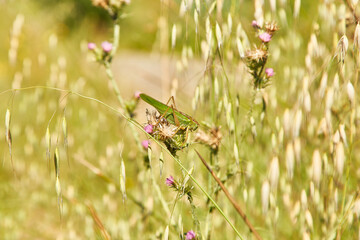 Grasshopper in the green field with pink flowers rural spring summer day.