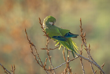 Medium-sized green parrot with feathers spread on bare branch of winter tree, Italy