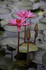 Fine magenta nymphaea and water plants with reflection in a pond, Bali, Indonesia