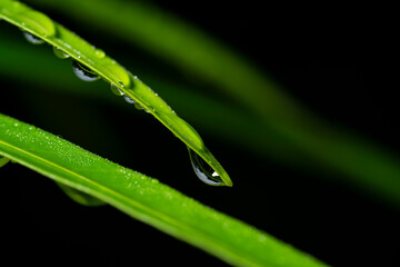 dew drop on the edge of a grass