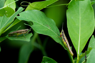 a pair of green bee eaters