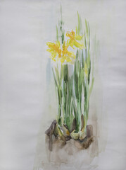 Daffodils yellow spring bulbous flowers on white. Season fine art. Watercolor painting on crumpled paper. Nice illustration. Springtime rustic concept. Elegant minimalistic artwork.