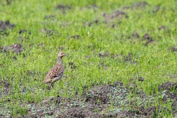 portrait of grey francolin