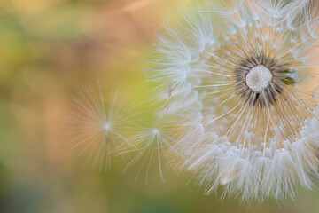 Dandelion, details of a dandelion dropping its seeds, abstract background, selective focus.