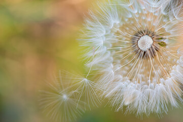 Fototapeta premium Dandelion, details of a dandelion dropping its seeds, abstract background, selective focus.