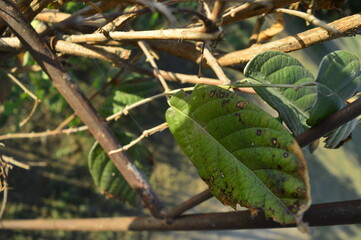 grasshopper on a tree