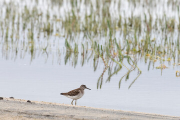 Wood sandpiper on a sandy shore near the water