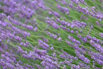 Fototapeta na wymiar Purple violet color lavender flower field closeup background