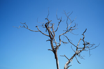 Closeup dried body of dead tree isolated on the blue sky background