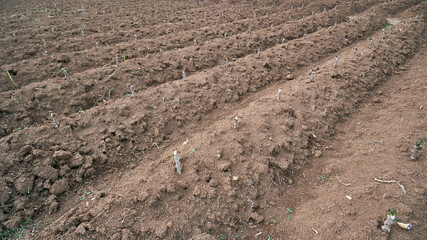 new garden fields planted with cassava