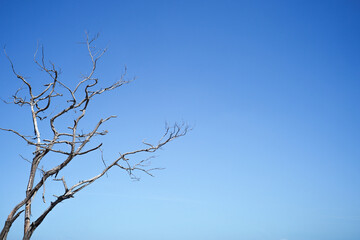 Fototapeta na wymiar Closeup dried body of dead tree isolated on the blue sky background with copy space for adding text