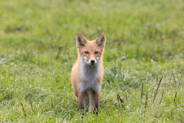 Adult red fox, Kunashir Island