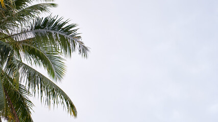coconut tree with clear sky background