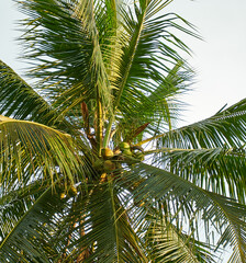 closeup of the fresh growing coconut tree