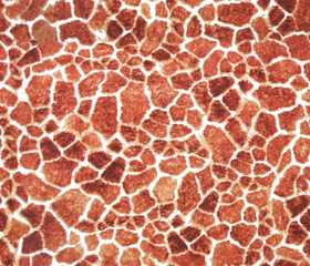 Giraffe skin pattern design elegance leather seamless