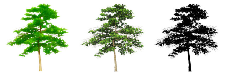 Obraz premium Set or collection of Almond trees, painted, natural and as a black silhouette on white background. Concept or conceptual 3d illustration for nature, ecology and conservation, strength, endurance