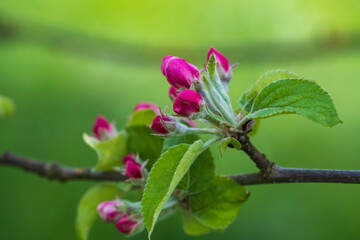 Macros of pink apple blossoms against a blurred green background 