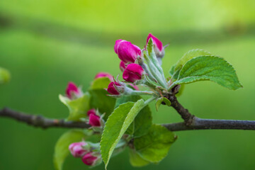Obraz na płótnie Canvas Macros of pink apple blossoms against a blurred green background 