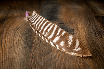 Wild Turkey feather against dark background and deep brown wooden table top.