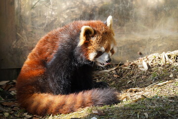 富士サファリパーク　レッサーパンダ