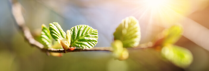 Close-up view of the elm's branch with young leaves and bud. - obrazy, fototapety, plakaty