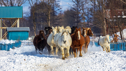 冬　十勝　馬追い運動