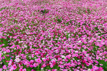 beautiful cosmos flower in garden, colorful cosmos flower blooming