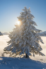 Fir tree covered in fresh snow and frost in the morning in the mountains tyrol austria alps