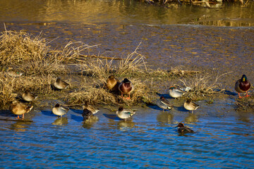 ducks on a river on a sunny day
