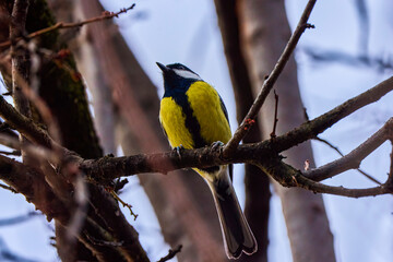 Cute Eurasian blue tit (Cyanistes caeruleus) perched on a branch