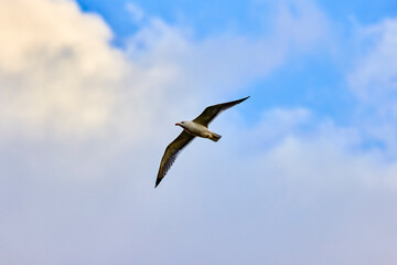 A beautiful view of a seagull in the flight