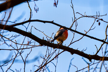 Eurasian (common) bullfinch (Pyrrhula pyrrhula) sitting on a branch.