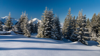 Softwood conifer fir tree with fresh snow at sunrise in the tannheimer valley in tyrol austria	
