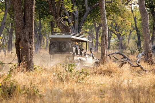 Safari vehicle on sunrise game drive in trees
