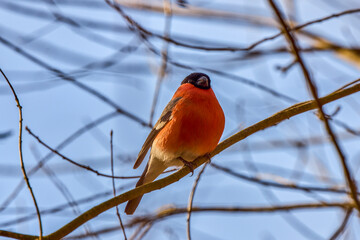 Eurasian (common) bullfinch (Pyrrhula pyrrhula) sitting on a branch.