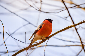 Eurasian (common) bullfinch (Pyrrhula pyrrhula) sitting on a branch.