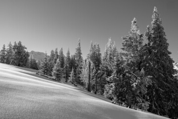 Fototapeta premium Black and white picture of pine trees in fresh snow at sunrise in tyrol austria
