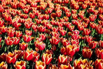 Obraz premium red tulip flower field with colorful natural background. spring